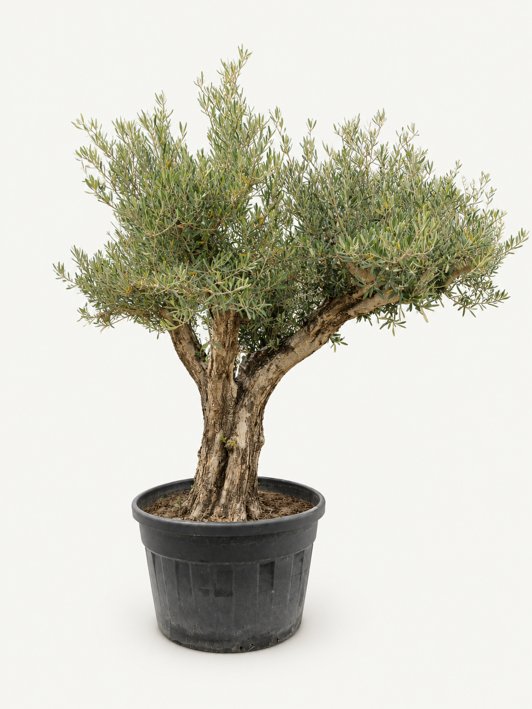Grote Karaktervolle oude bonsai Olijfboom – Olea Europaea XXL – 210-220 cm - JK 16 -