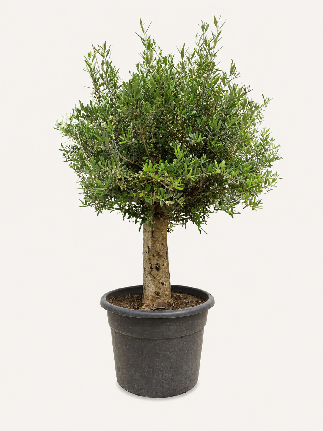Olea Europaea – Olijfboom 170 cm - Olivera Garden - kan een olijfboom in tuinaarde