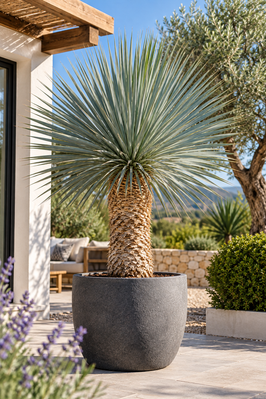 Yucca rostrata kopen waar moet je op letten
