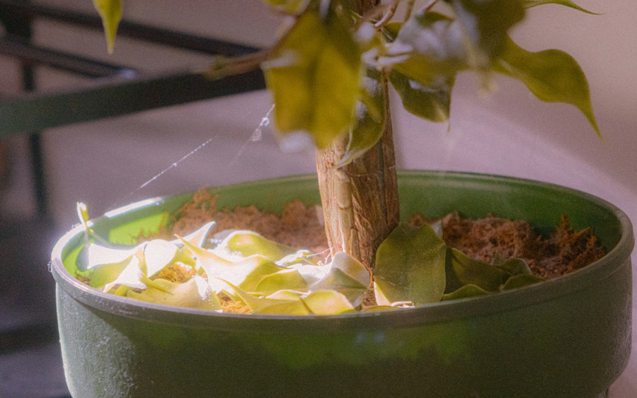 Yellow leaves on your houseplant: 8 causes and what to do about them