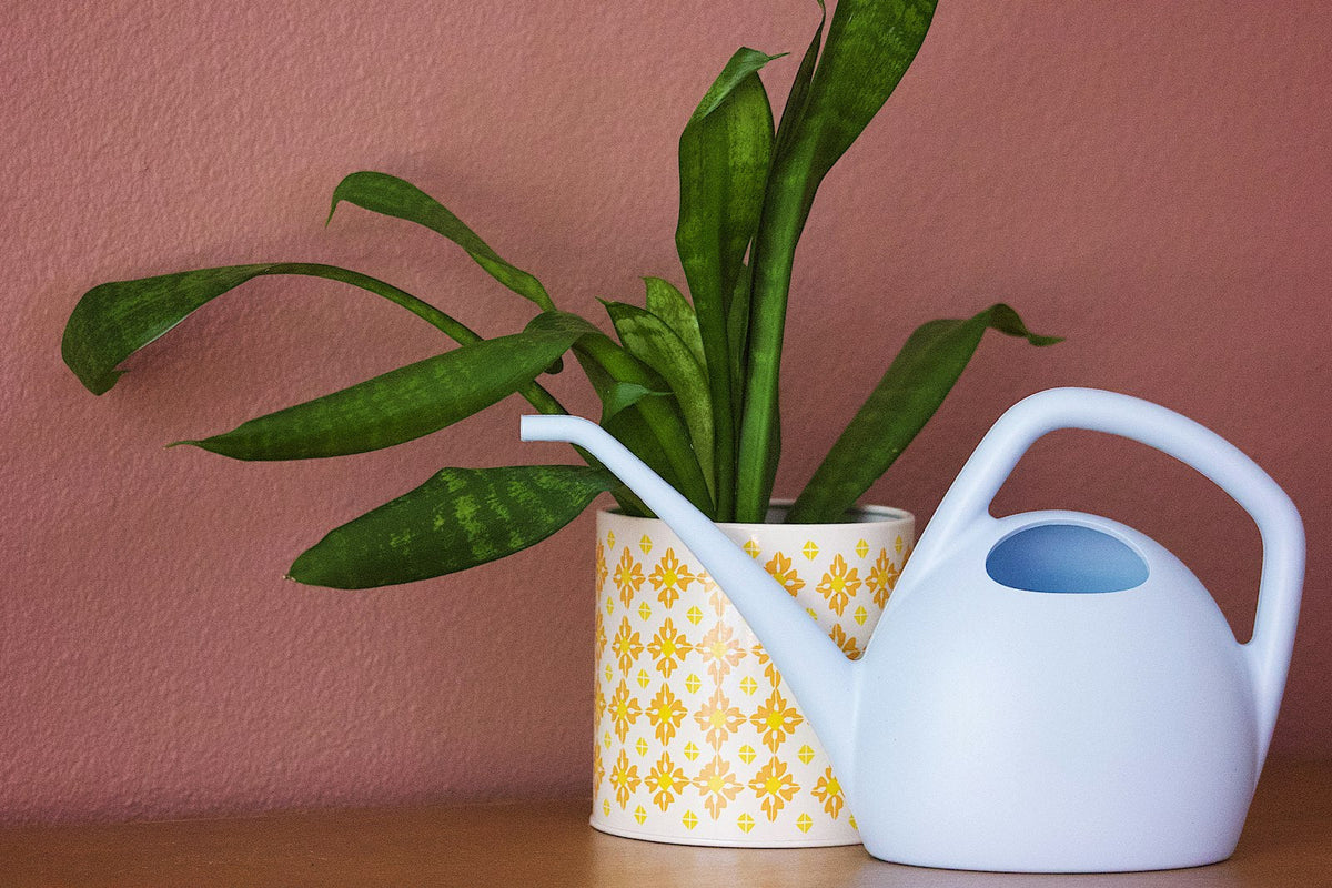 Watering houseplants: how often and how much?