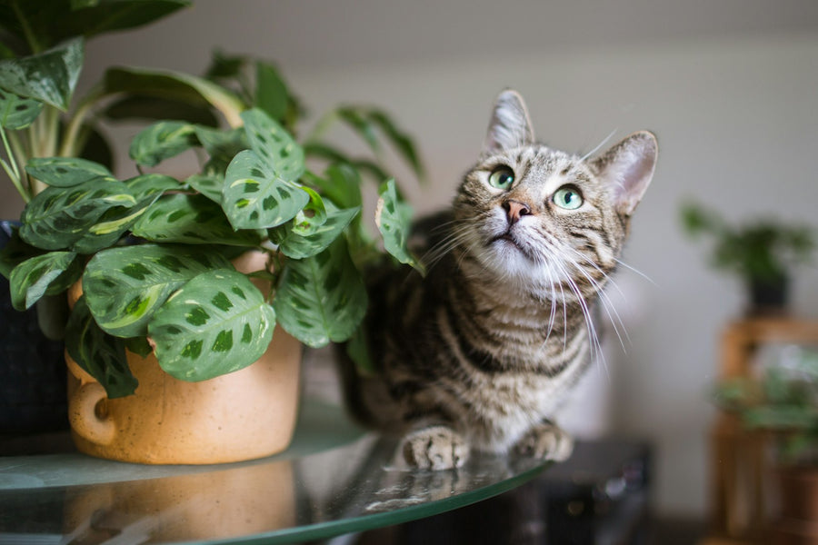 Kat naast een gebedsplant (Maranta) op een tafel in de woonkamer