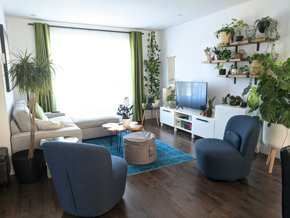 Air-purifying houseplants: what they really do and which ones to choose