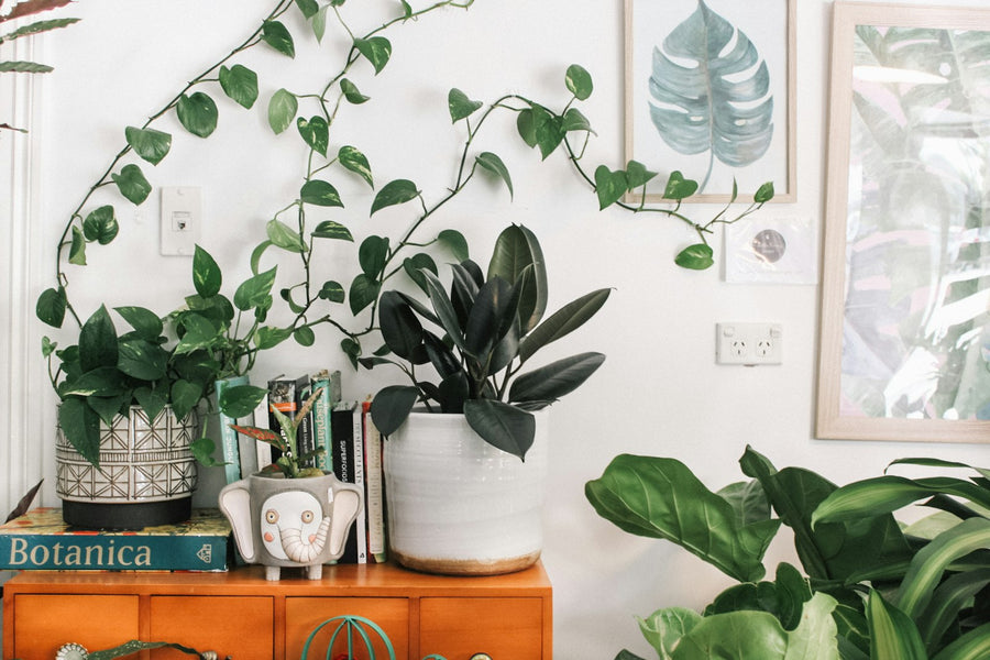 Makkelijke kamerplanten op een houten dressoir met een hangende scindapsus
