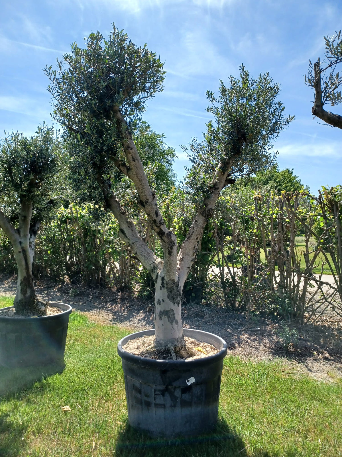 Premium Olijfboom met Grillige Stam -olea europaea