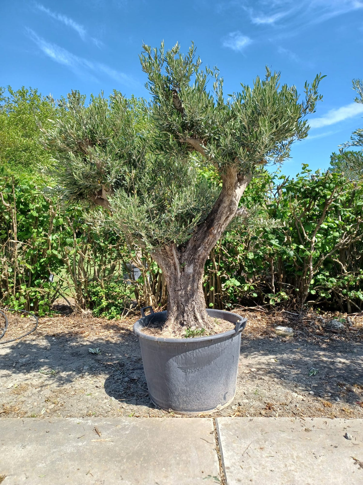 Karaktervolle Oude Olijfboom XL – Olea Europaea (4)