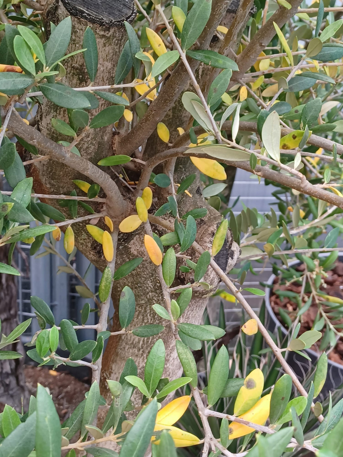 close up van gele bladeren aan olijfboom
