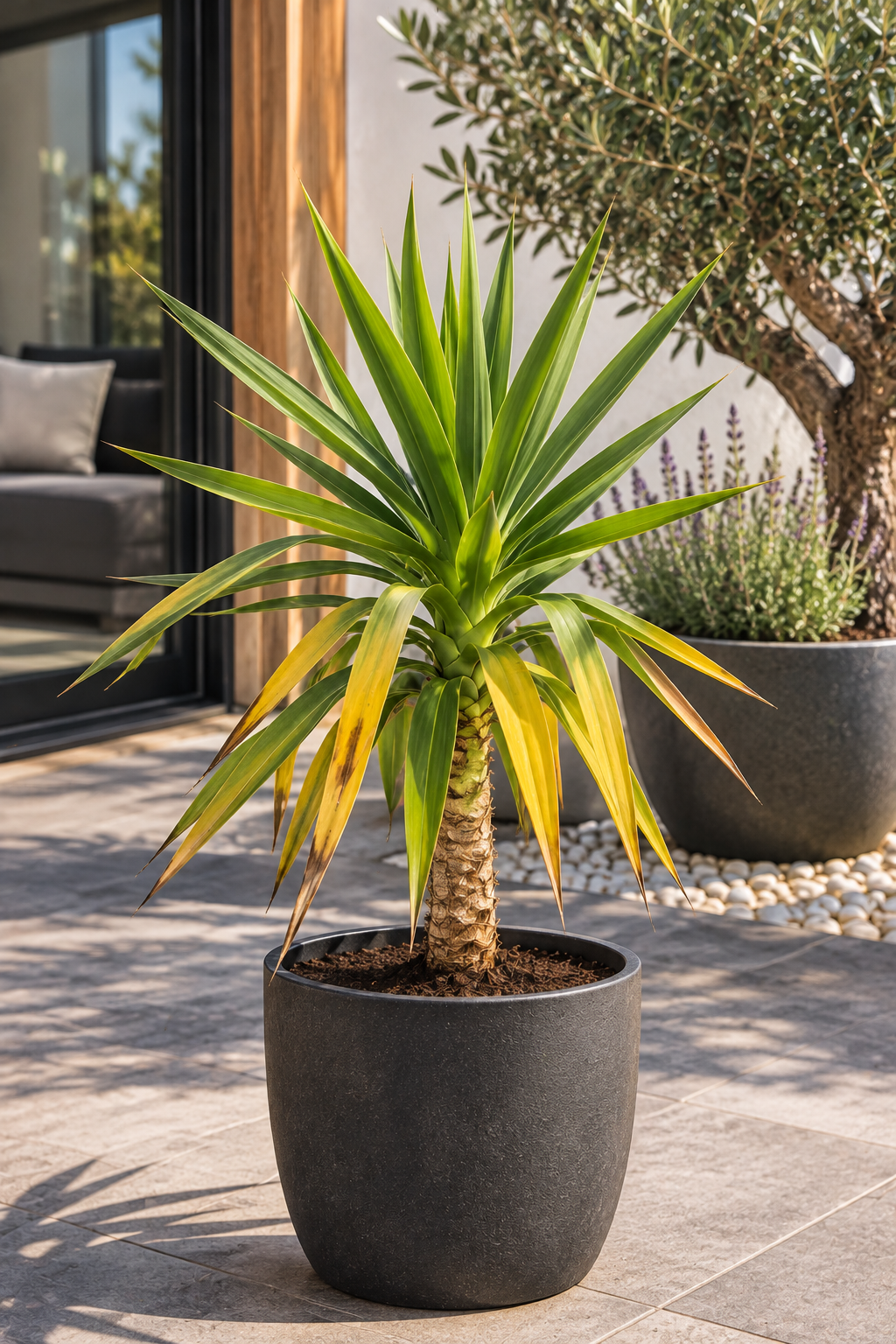 gele bladeren aan een Yucca in moderne patio pot