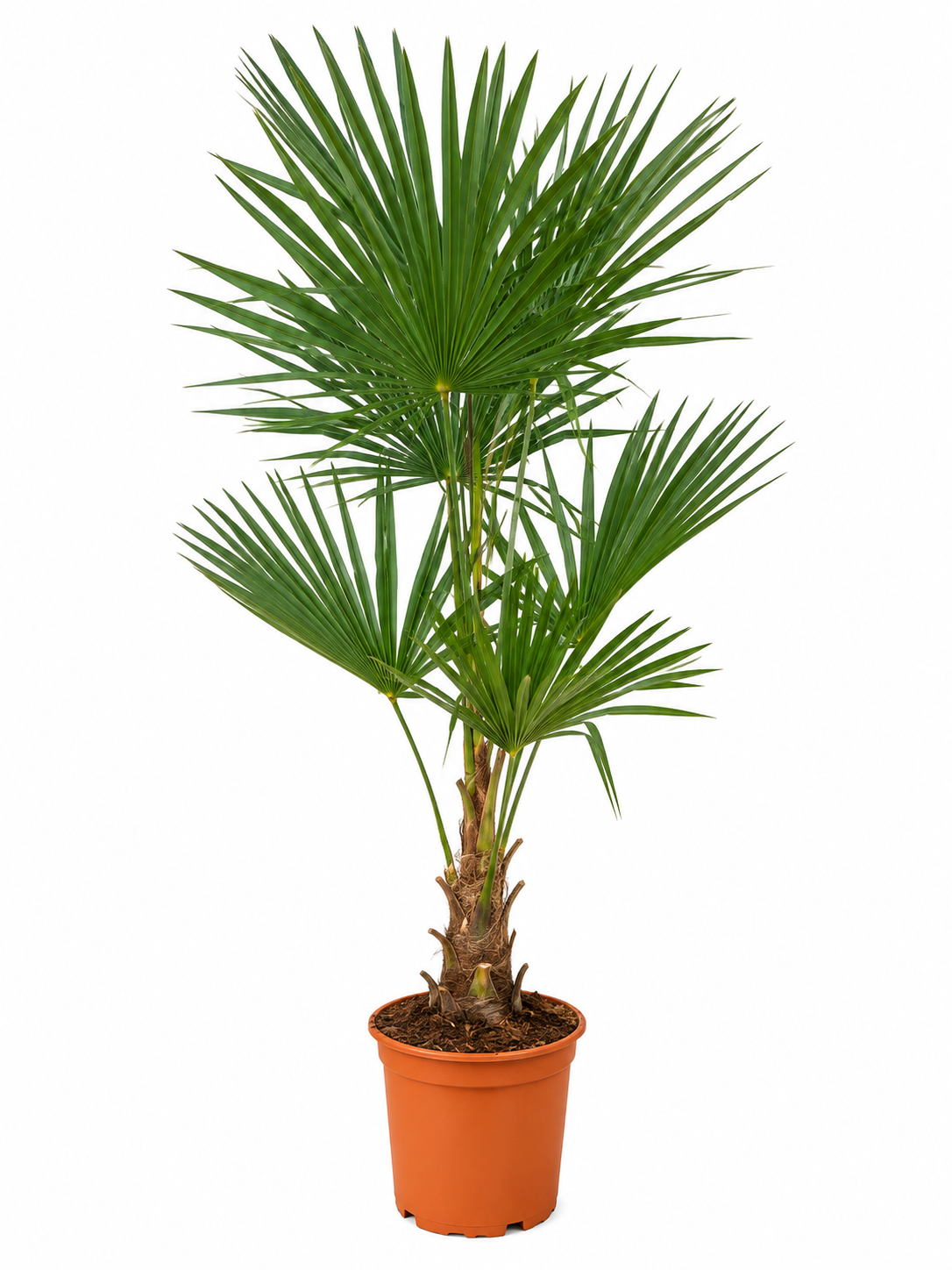 Groene waaierpalm in terracottapot