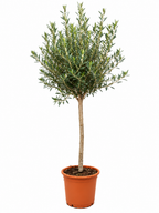 Kleine olijfboom in terracotta pot