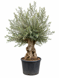 Olea Europaea olijfboom Bonsai - 270cm- Ø80