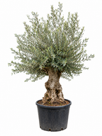 Olea Europaea olijfboom Bonsai - 270cm- Ø80