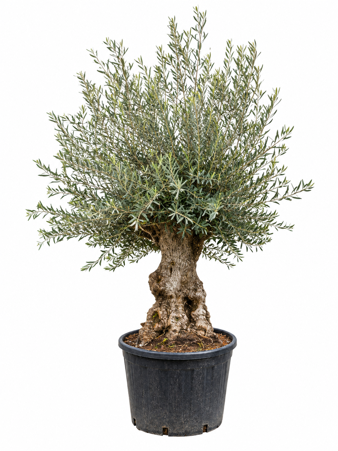 Olea Europaea olijfboom Bonsai - 270cm- Ø80