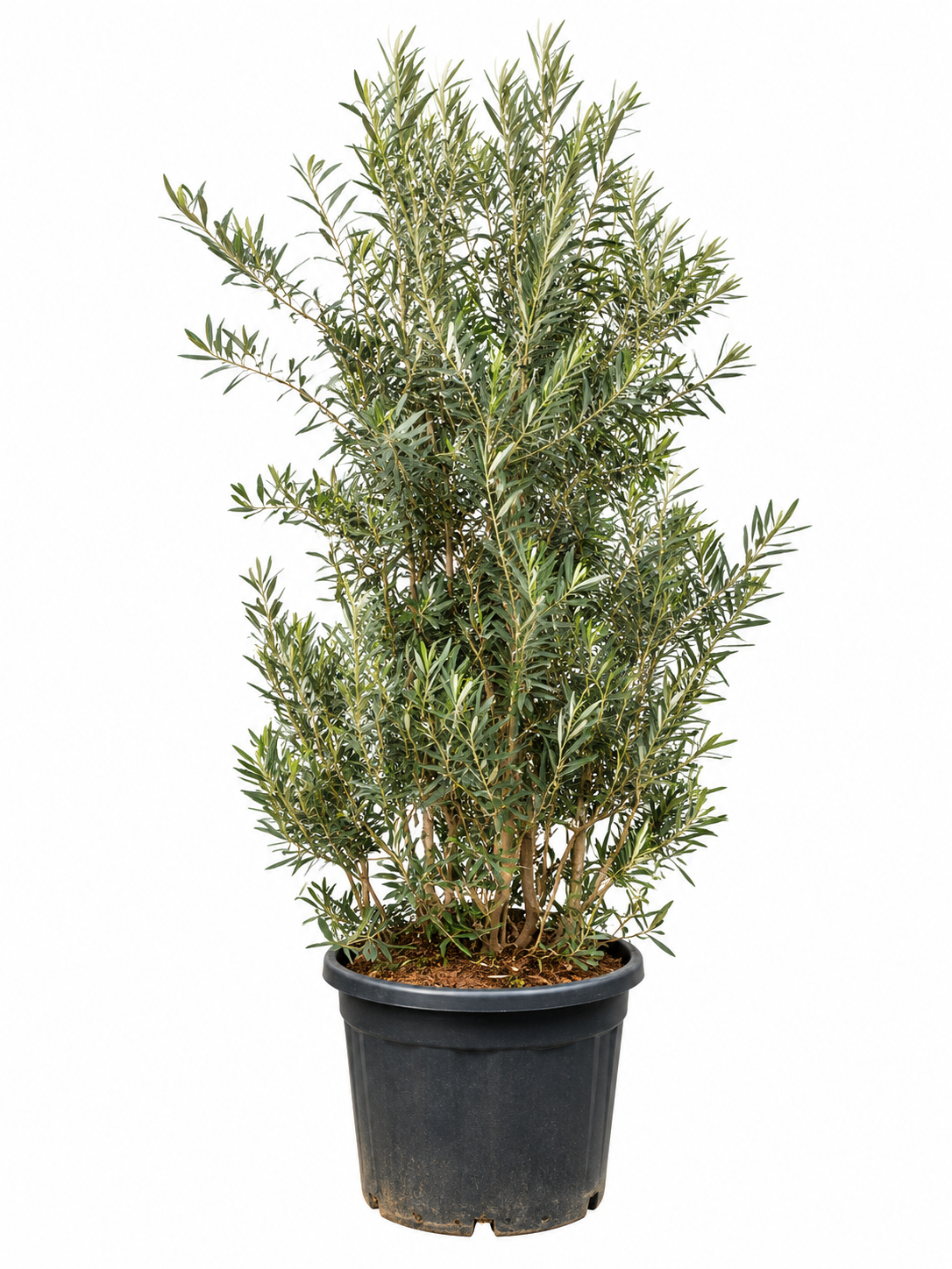 Olea Europaea struik - 250cm- Ø55