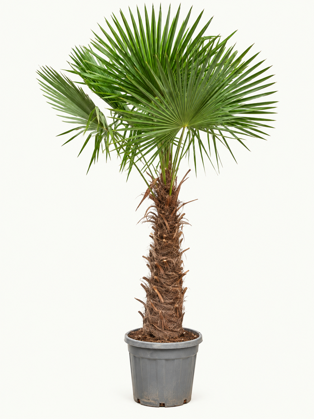 Prachtige palmboom in kwekerspot