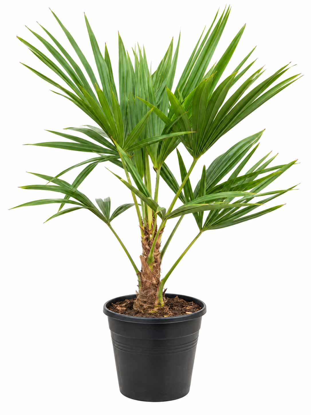 Trachycarpus Fortunei - 85-100cm - Ø21