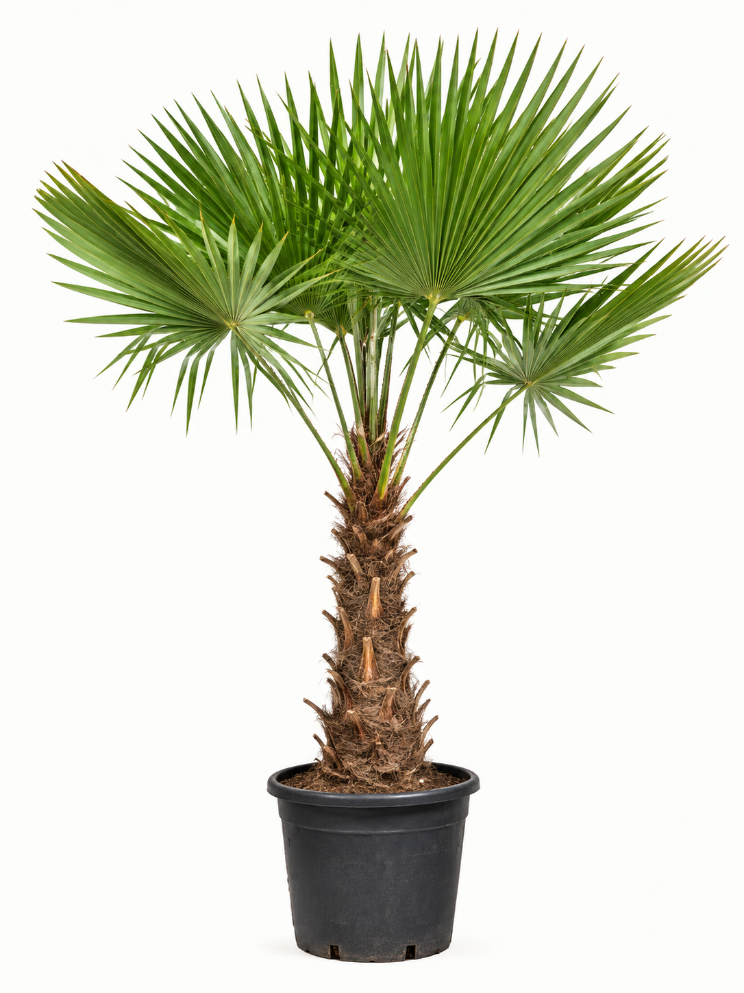 Trachycarpus Fortuneii - 180-220 cm - Ø32-40cm