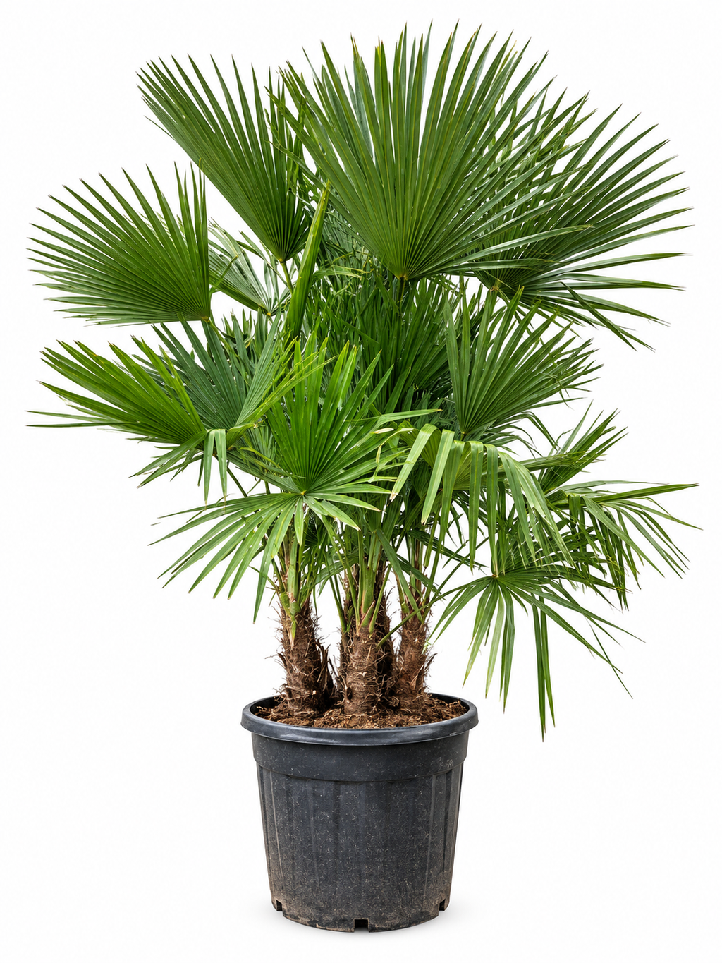 Trachycarpus fortuneii palmboom multi stam – 230cm- Ø50