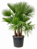 Trachycarpus fortuneii palmboom multi stam – 230cm- Ø50