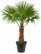 Waaierpalm in zwarte pot