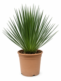 Yucca Rostrata – 50 cm – ø24cm