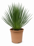 Yucca Rostrata – 50 cm – ø24cm