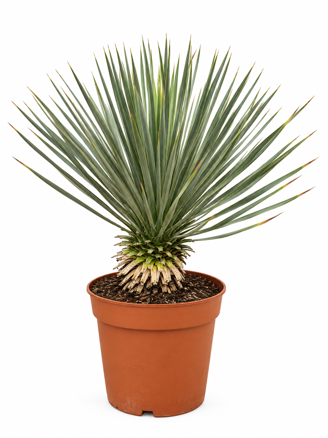 Yucca Rostrata op stam - 70 cm - Ø27
