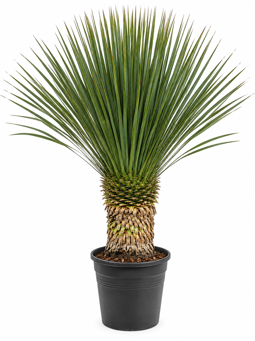 Yucca in zwarte pot op witte achtergrond
