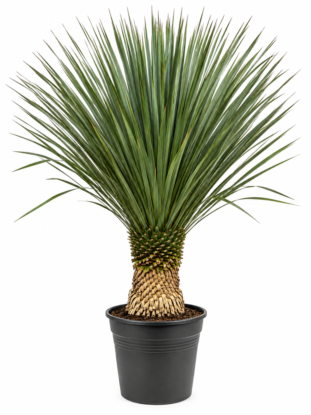 Yucca met weelderige bladerkroon in pot