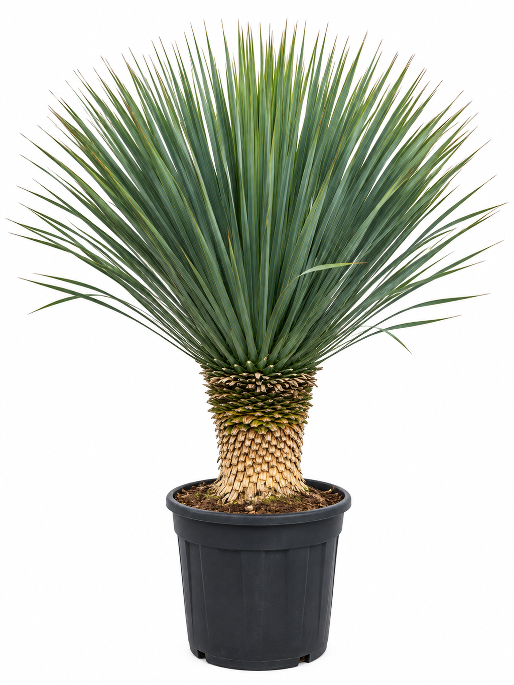 Yucca met weelderige spitse kroon