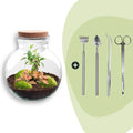 DIY Planten terrarium (met licht) – Teddy Bonsai – Ø 25 cm ↑ 26,5 cm – Rake + Shovel + Tweezer + Scissors