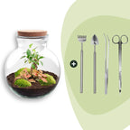 DIY Planten terrarium (met licht) – Teddy Bonsai – Ø 25 cm ↑ 26,5 cm – Rake + Shovel + Tweezer + Scissors