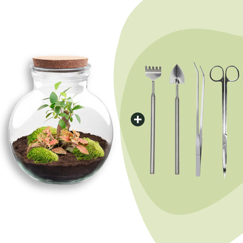 DIY Planten terrarium (met licht) – Teddy Bonsai – Ø 25 cm ↑ 26,5 cm – Rake + Shovel + Tweezer + Scissors