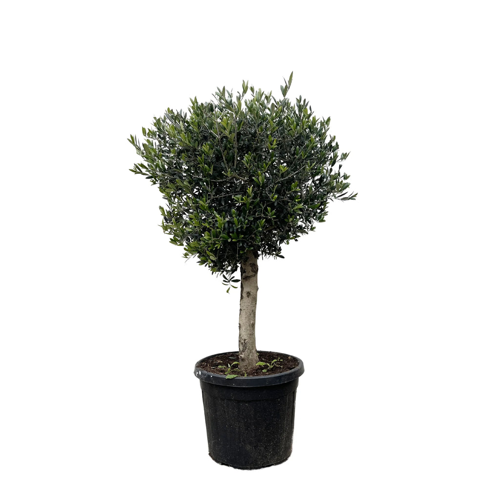 Olea Europaea olijfboom Lorc – 180cm- Ø50