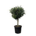 Olea Europaea olijfboom Lorc – 180cm- Ø50