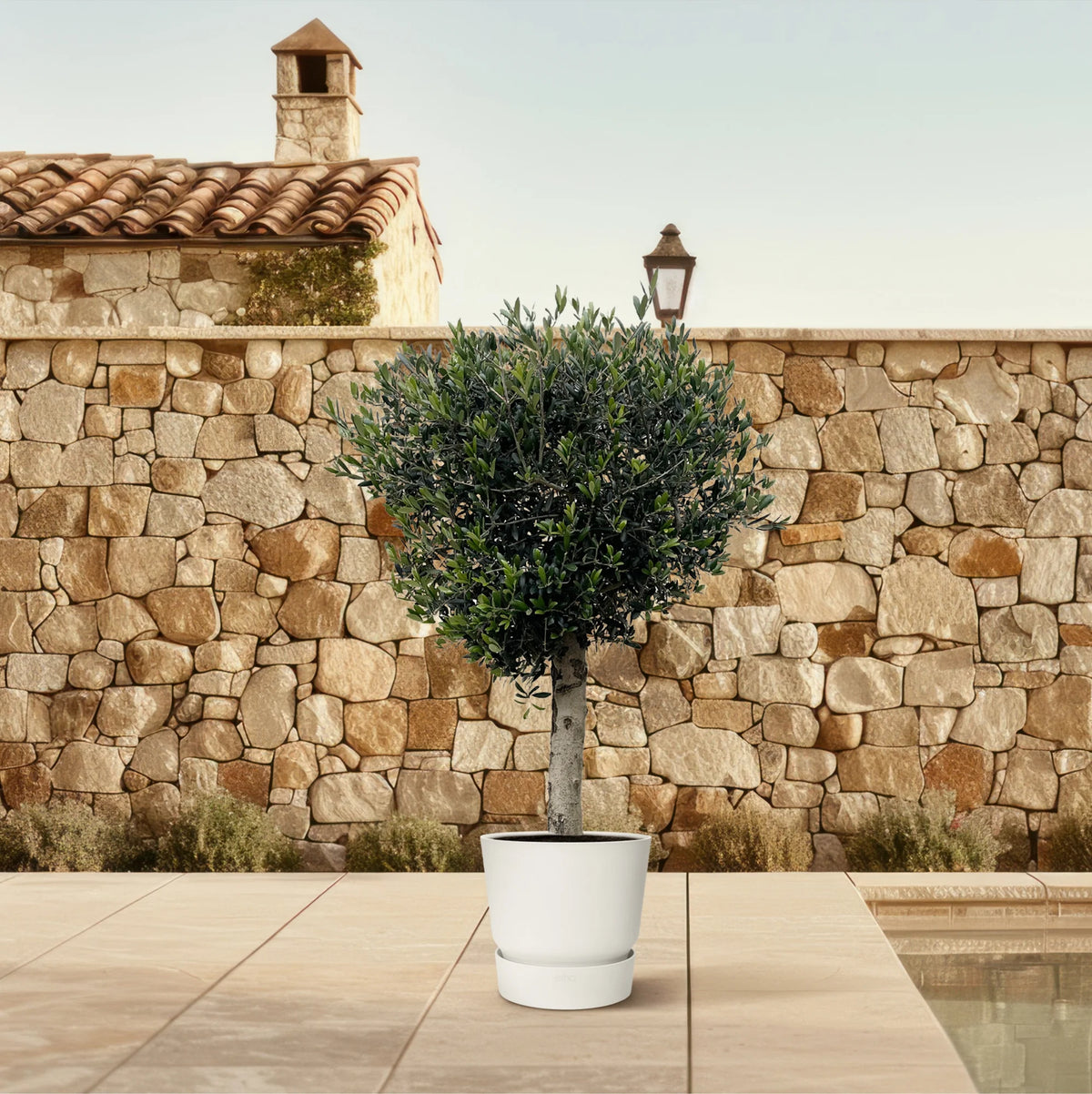 Olea Europaea olijfboom Lorc – 180cm- Ø50