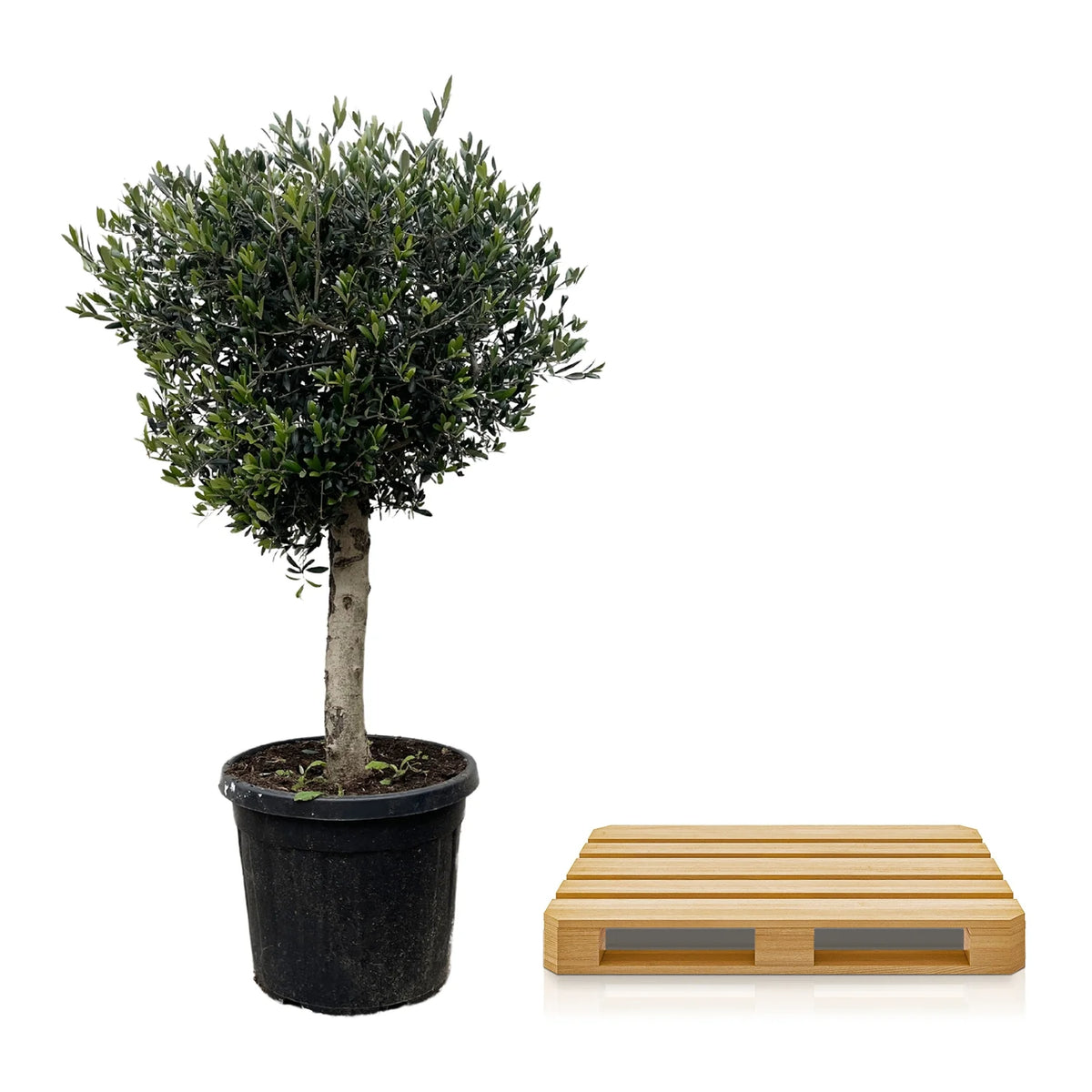 Olea Europaea olijfboom Lorc – 180cm- Ø50