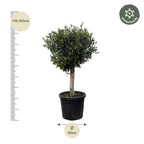 Olea Europaea olijfboom Lorc – 180cm- Ø50