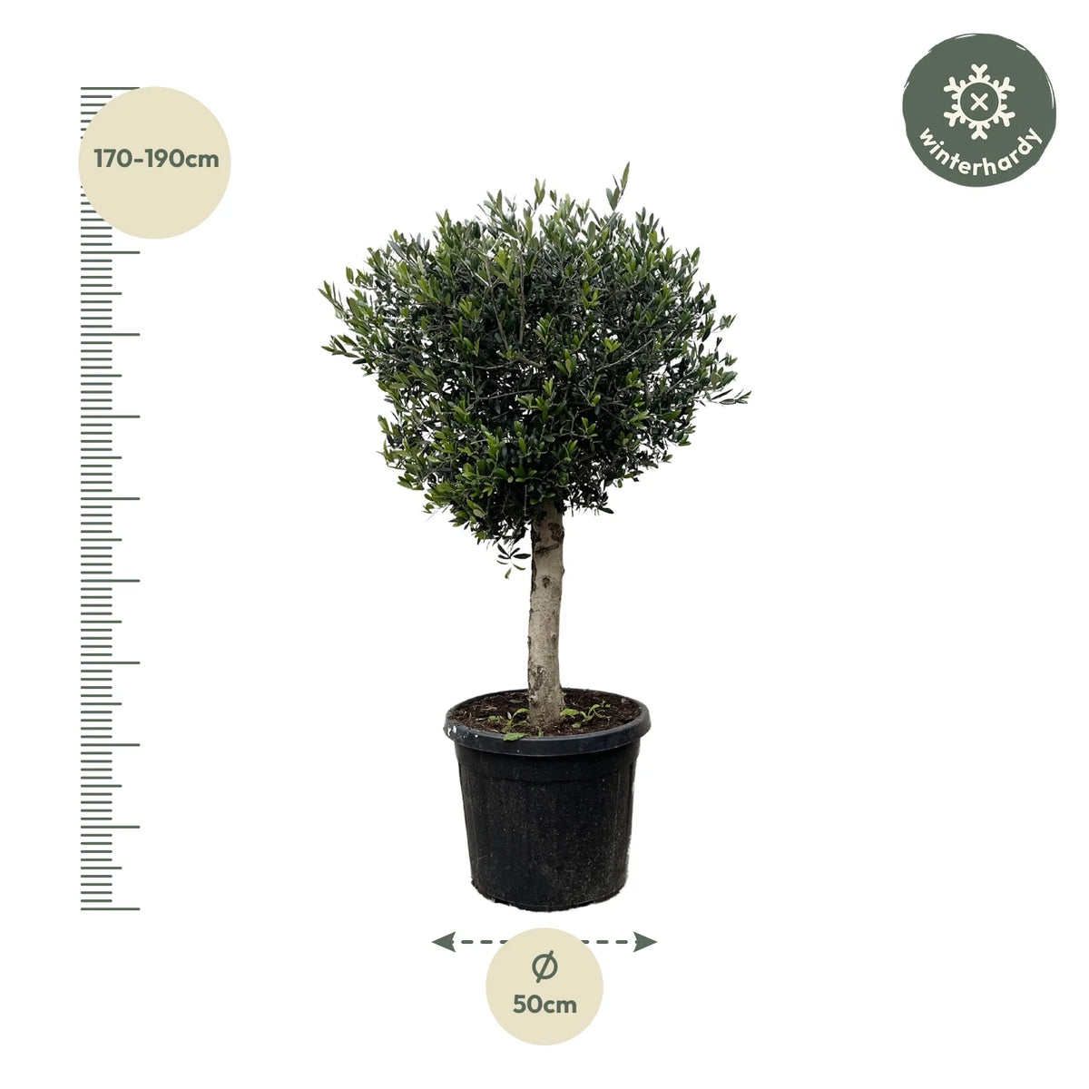 Olea Europaea olijfboom Lorc – 180cm- Ø50