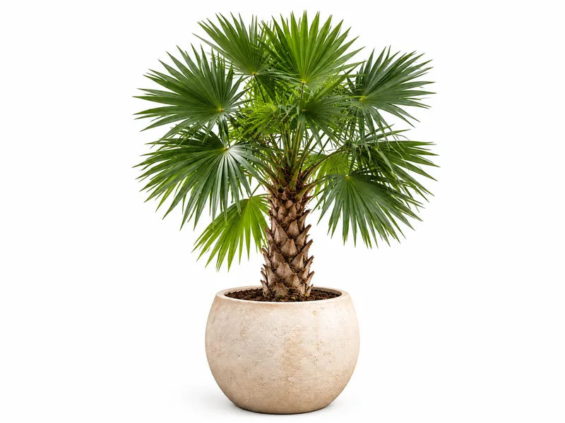 Palm in een stenen pot