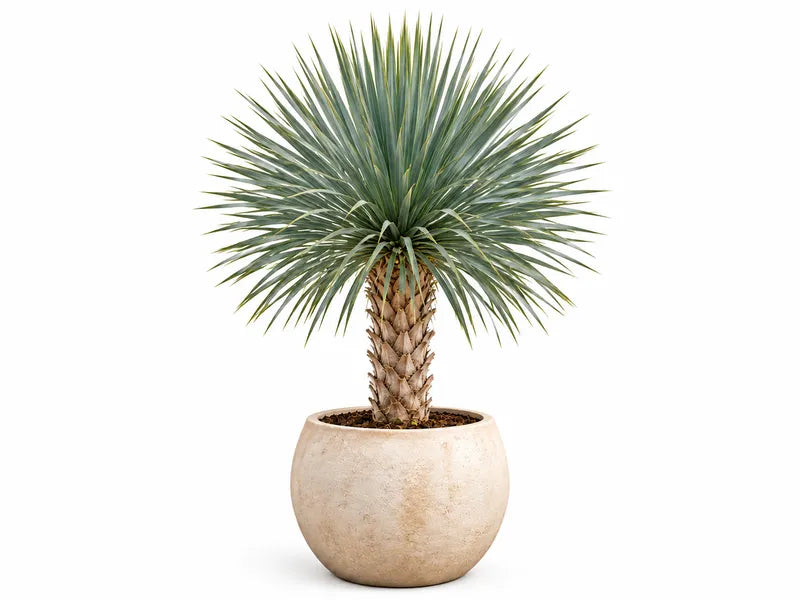 Yucca in een stenen pot