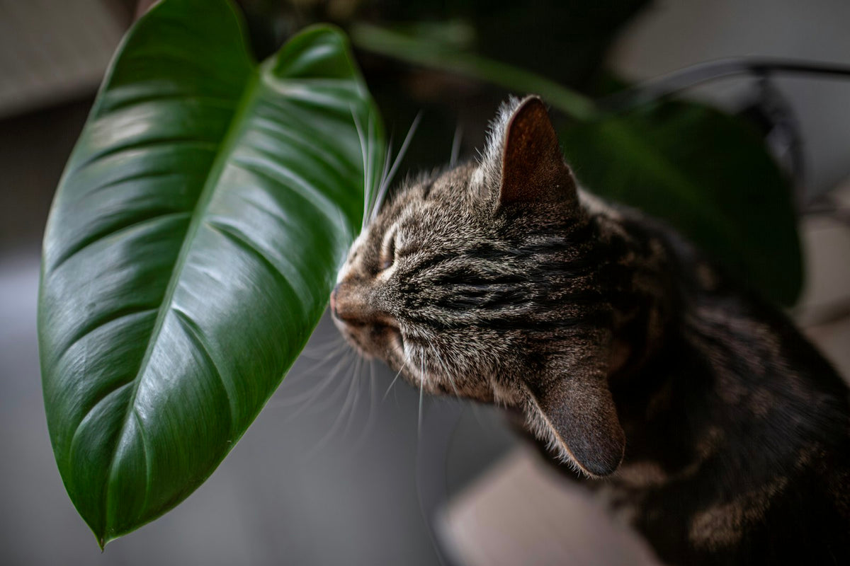 Kat ruikt aan het grote groene blad van een kamerplant