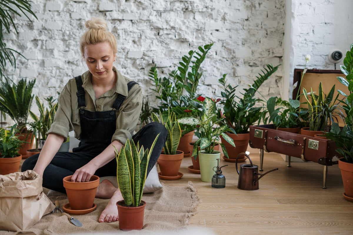Vrouw tussen kamerplanten zet een Sansevieria in een terracotta pot