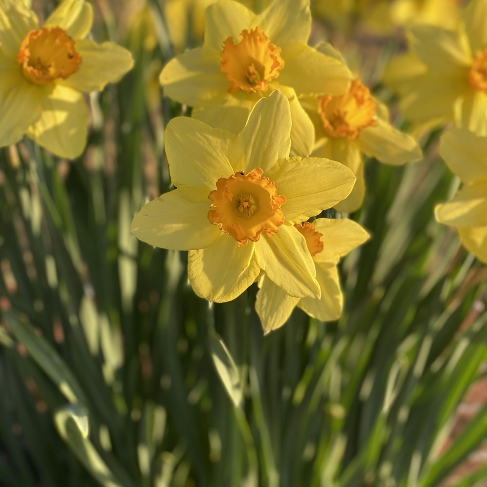 Gele narcissen in de voorjaarszon