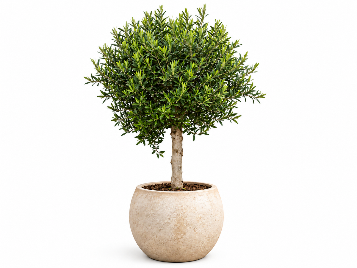 Olijfboom in een bolvormige plantenpot