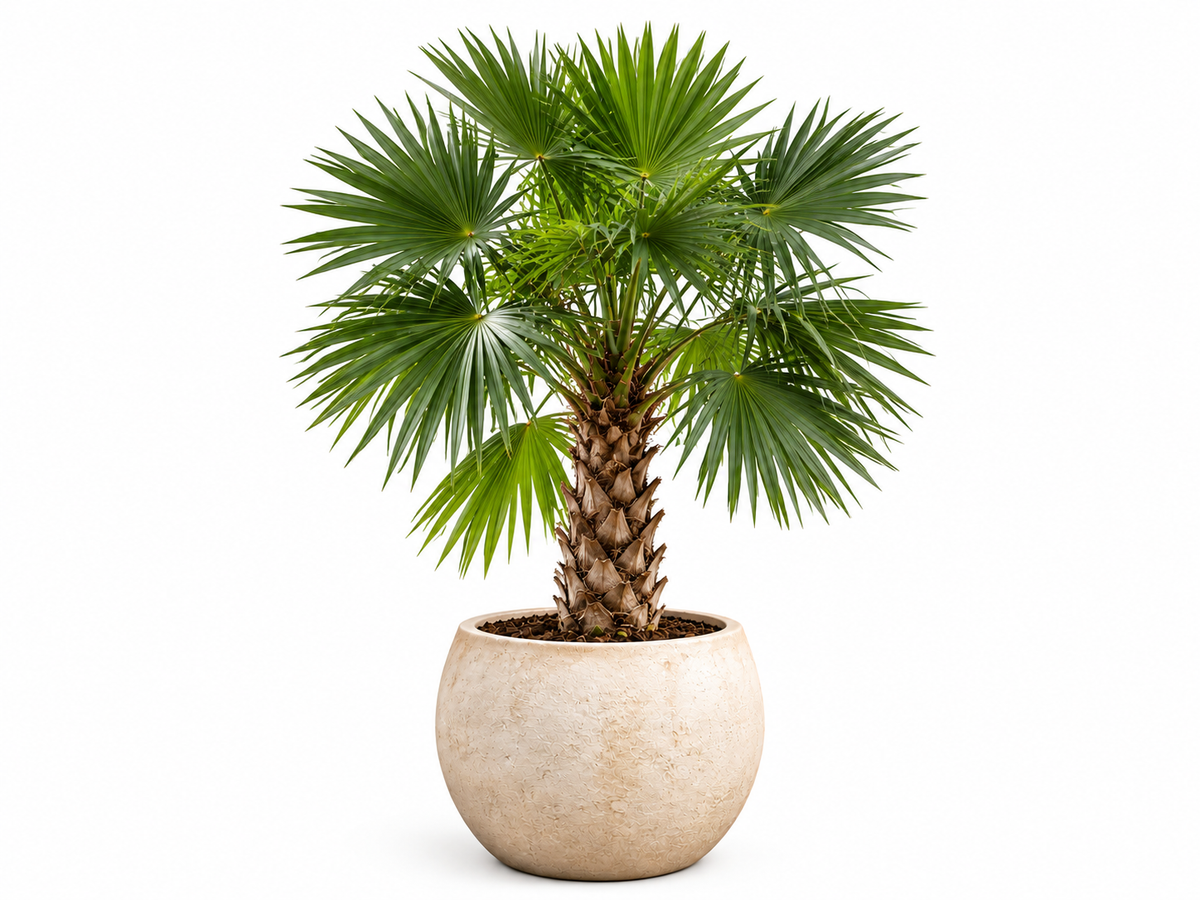 Palm in een stenen pot