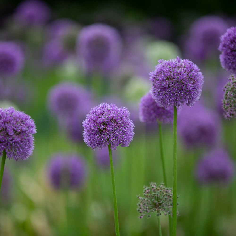 Paarse sieruien (Allium) in een border