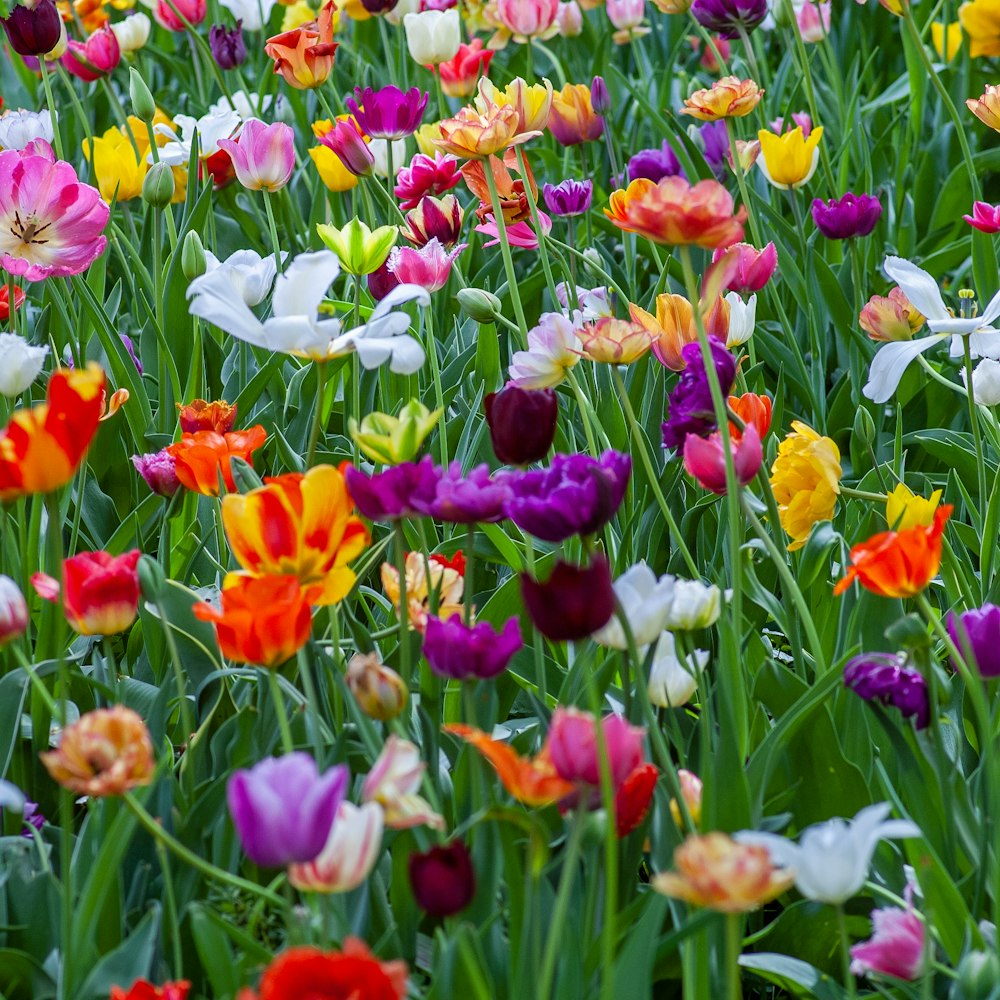 Kleurrijke tulpen in bloei in het voorjaar