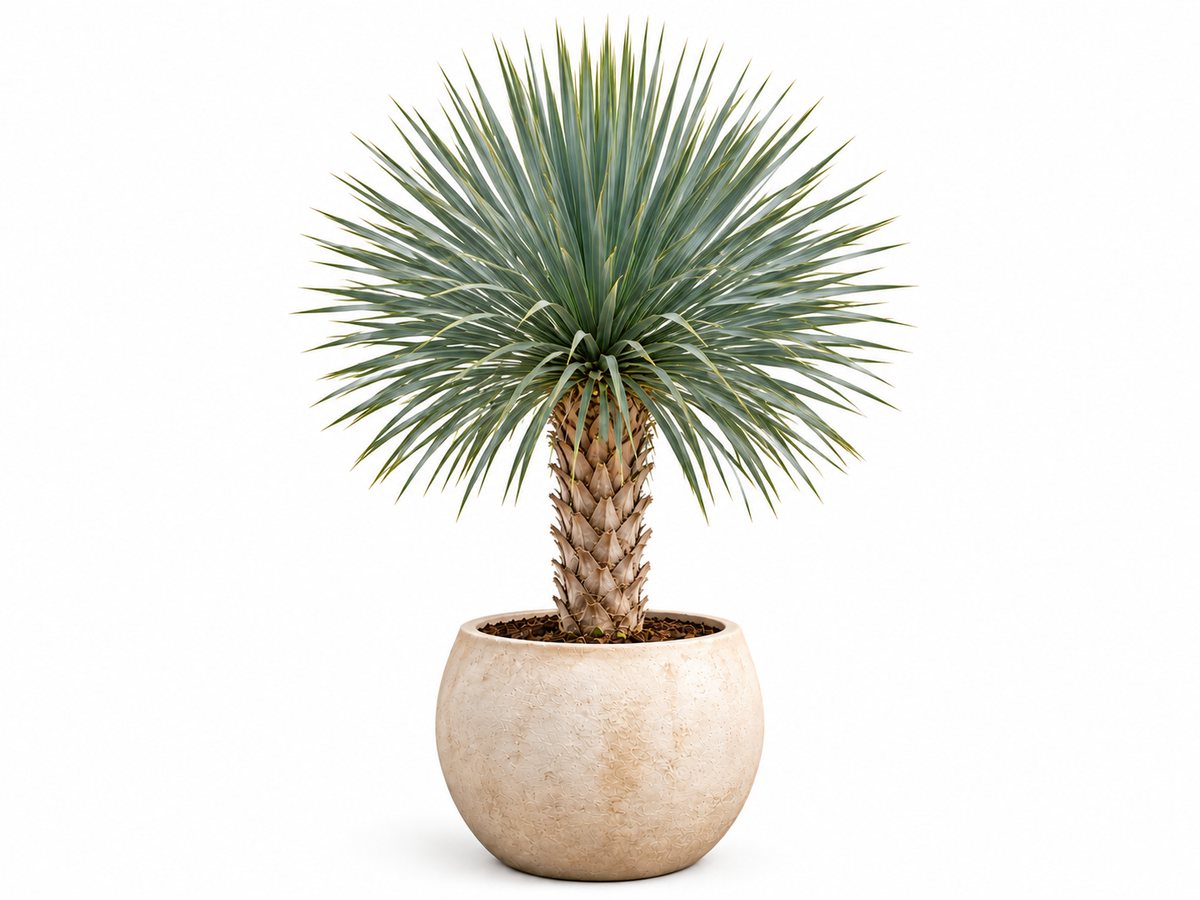 Yucca in een stenen pot