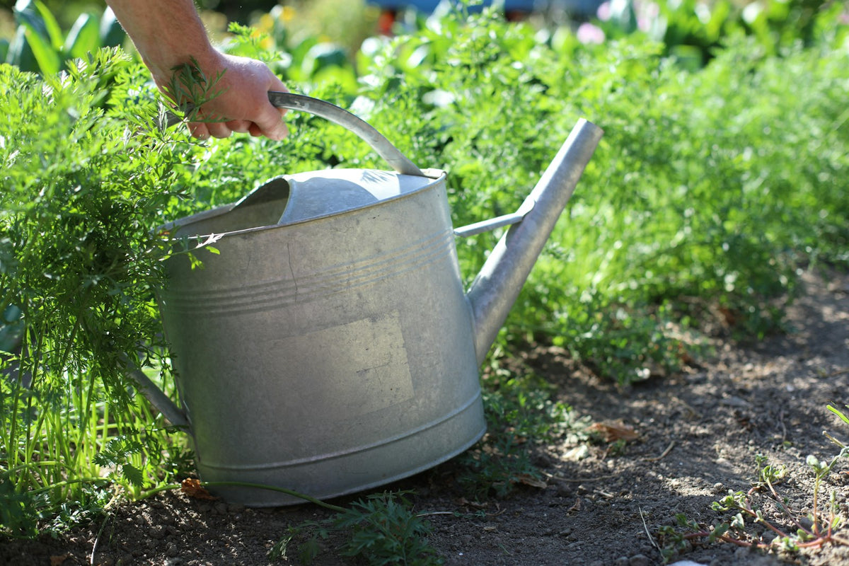 Hand met een metalen gieter tussen groene planten